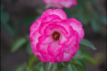 2023/10/22と10/24の大阪を、世界の至宝である村田夏帆の、今夏の演奏と共に世界中の読者に贈る。