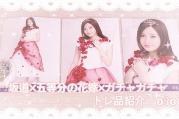 ❥❥❥ 乃木坂×櫻坂×五等分の花嫁×ガチャガチャ トレ品紹介 。