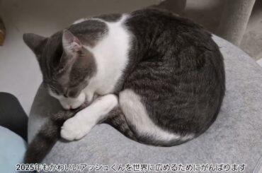 2025年だよアッシュくん