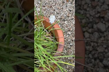 映画「みんな笑え」公開まで32日！富三菜園、極寒に咲く可憐なニラの花のように… チャンネル登録・高評価お願い致します！コメント書き込みも大歓迎！