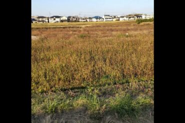 横山結衣さんの「卒業間近のブレイクの兆し」に見るAKB48の現在地 from Radiotalk