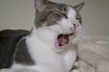 お布団の上のアッシュくん