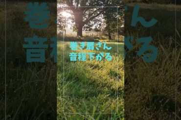 #short巻き肩さん音程下がる！