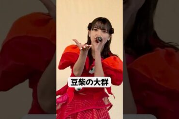 りスタート/豆柴の大郡 アイカザスパイ推しカメラ【24.12.01 アリオ橋本 2部】#豆柴の大群 #水曜日のダウンタウン #アイカザスパイ #アイドル #idol #推し活