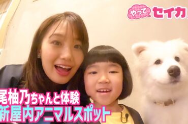 【やってセイカ！見逃し配信】井上清華アナ＆“天才子役”永尾柚乃ちゃんが「屋内アニマル新スポット」を体験