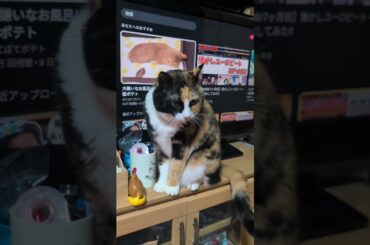 【三毛猫】こむぎのあくび😪 #ハクション大魔王 #アクビ娘 #野川さくら #アクビちゃん #cat #ねこくんbgm #music #保護猫 #かわいいbgm #猫のいる暮らし