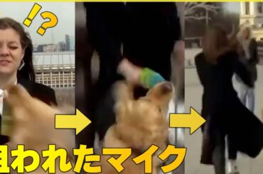 【生中継でのハプニング】「お天気コーナー」で犬がキャスターのマイクを強奪　ロシア