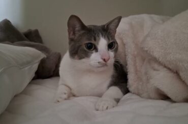 先に起きるよアッシュくん