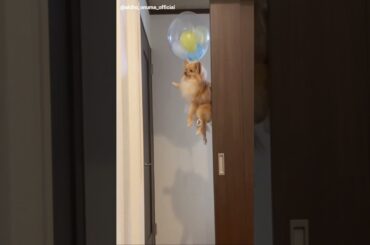 大沼晶保 先日家族とお誕生日会を♪ぷぐまるには世界で1番幸せになってほしいししたいです。