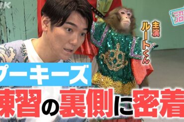 [沼ハマ] プーキーズ ルートくんの練習に密着！| NHK