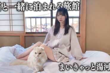 【湯河原】猫と一緒に泊まれる旅館に宿泊、想像以上に…