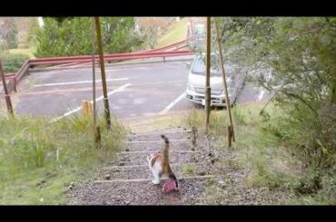 【青山高原と曽爾高原】散歩中ひとりで車に戻ってしまった愛猫🐈
