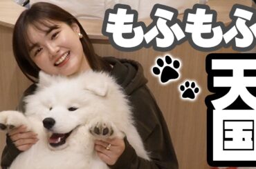 【癒し】サモエドカフェ貸切にしたら天国すぎてやばかった、、、😇