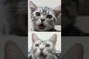 【話題のペットを歌わせるアプリ・Dream Face】#shorts  #アメショ#アメリカンショートヘア #猫 #歌ってみた #dreamface #cat #恋愛サーキュレーション #花澤香菜