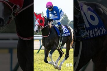 シンザン記念2025の注目予想と著名人の推奨馬一覧