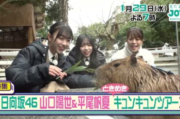 #Shorts #生たまごJOY　#日向坂　#山口陽世 #平尾帆夏