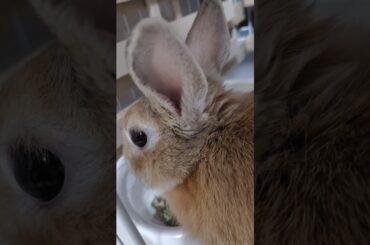 2025/01/23　おちゃめのルームツアー　小松菜奈、春菊、大根の葉、オーツヘイ、チモシー2種類、乾燥オーツヘイ、エサ入れには6種類のペレットにパパイヤがけ　私よりえぇもん食べてます