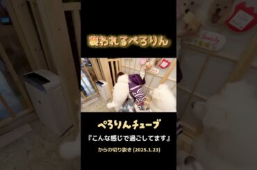 襲われるぺろりん #shorts #ぺろりん #鹿目凛 #ぺろりん先生 #ぺろりんチューブ