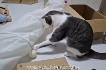 ボールとアッシュくん