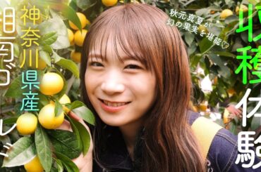 秋元真夏が神奈川県へ！幻の果実といわれる「湘南ゴールド」を収穫！