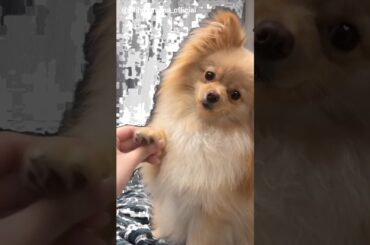 大沼晶保 もふもふな冬毛のぷぐまるくん♪