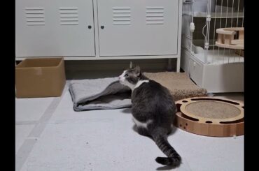 中に入れるよアッシュくん