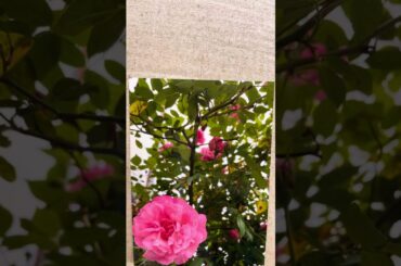 『この町いつも〜貧ちゃんのうた〜』　貧ちゃん（斉藤彩夏）　『愛の種』　モーニング娘。　弾き語りさせて頂きました