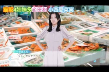 【ひなこい】猫坂4姉妹の恋日和 小西夏菜実