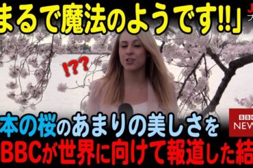 【海外の反応】「まるで天国のようだ」日本の桜のあまりの美しさをBBCが世界に向けて報道した結果…
