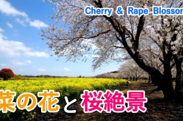 【菜の花と桜の絶景！】宮崎県・西都原古墳群と生駒高原！ / Spectacular view of cherry blossoms and rape blossoms! [ 4K ]