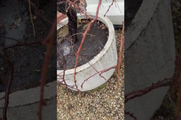 映画「みんな笑え」公開まで26日！　冬来りなば春遠からじ　チャンネル登録・高評価お願い致します！コメント書き込みも大歓迎！