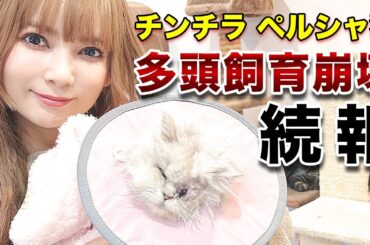 【重要】莫大な義援金が集まりました！多頭飼育崩壊の続報！