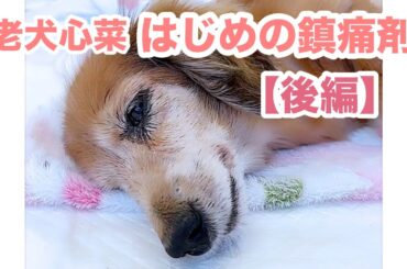体の違和感にパニックになり心菜しゃんはじめての鎮痛剤【老犬介護】