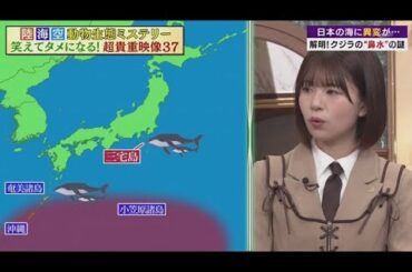 【日向坂46】松田好花 ゲスト『林修の今知りたいでしょ!』2025年2月8日 FULL SHOW  1080pHD