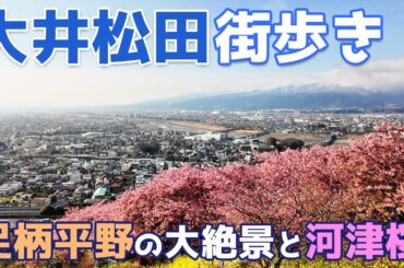 大井松田を街歩き　神奈川県足柄上郡の松田町と大井町を巡る　松田山の桜まつりの河津桜が見事