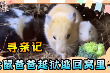 尋親記！ 倉鼠爸爸逃回窩裏！ 最後一幕居然…#萌宠  #宠物知识  #仓鼠