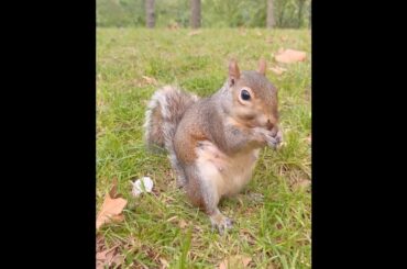 【渡辺梨加】イギリスでリスを見つけて興奮してるペーちゃん💕【櫻坂46】