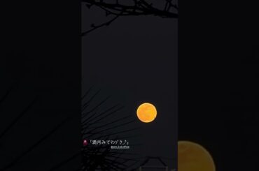 「2025.02.12」井上玲音