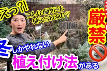 【〇〇は冬が植え付け適期】休眠期なら〇〇出来るから、驚きの場所にも植え付けられます🤗/ でも注意点は守ってね⚠️/ 初めてのヤマアジサイ（舞妓）/ 最強寒波が通り過ぎたらやってね☺️【ガーデニング】