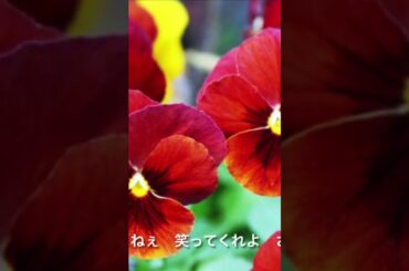 #スマイル #森七菜 #カバー #うたってみた #japanesemusic #coversong#japanese songs with lyrics