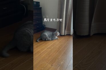 保護猫のまるです　数々の待ち伏せを紹介します　#猫 #保護猫 #まる #待ち伏せ #cat #猫のいる暮らし #石川ひとみ #初恋