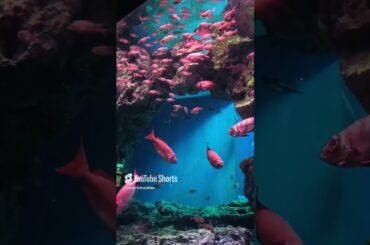 【セイゴオ、愛を知らずに世界を語るな】❤2.14　#松岡正剛