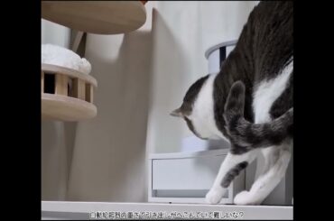 引き出しあけられるかなアッシュくん