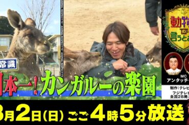 【カンガルーの楽園に潜入！】3/2（日）フジテレビ系全国ネット『動物さまの言うとおり』みどころBカンガルー編　15秒　＃アンタッチャブル＃矢田亜希子＃狩野英孝＃高山一実＃山之内すず＃コカドケンタロウ