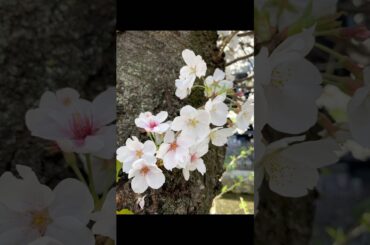 悲しみよこんにちは　歌ってみた。#斉藤由貴　#めぞん一刻 #音無響子　#玉置浩二 #日本のアニソン #shortvideo