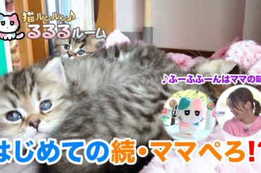 かわいい子猫大集合！ドキドキはじめて体験に大爆笑 猫ルンルン♪るるるルーム るるる 紺野彩夏【公式】