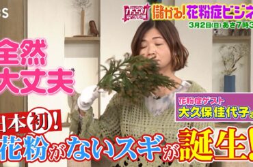 『がっちりマンデー!!』3/2(日) 花粉がないスギが誕生！儲かる｢花粉症ビジネス｣!!【TBS】