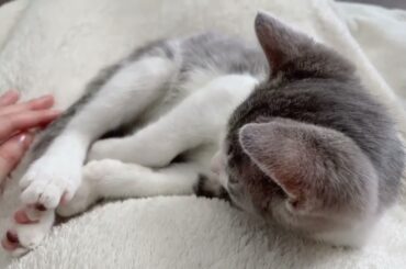 こねこアッシュくん