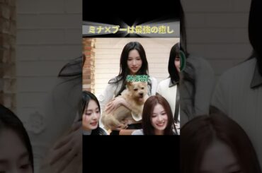 ミナ×ブーは最強の癒し #TWICE #JYP #KPOP #ミナ #MINA #ミサモ #MISAMO