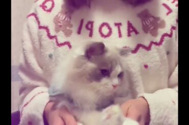 譜久村聖 ＆ マネージャー【公式】   モーニング娘。'24｢恋人｣をラヴィと踊ったよ🕺🕺  #猫の日  #にゃんにゃんにゃん